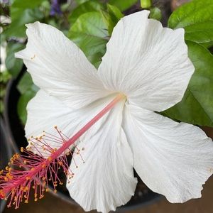 Reserved for AutismMana!✨